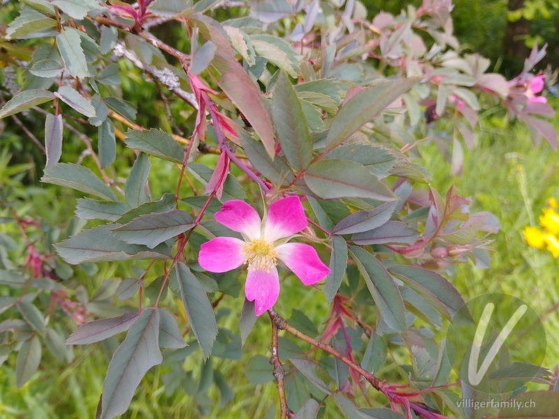 Bereifte Rose: Übersicht